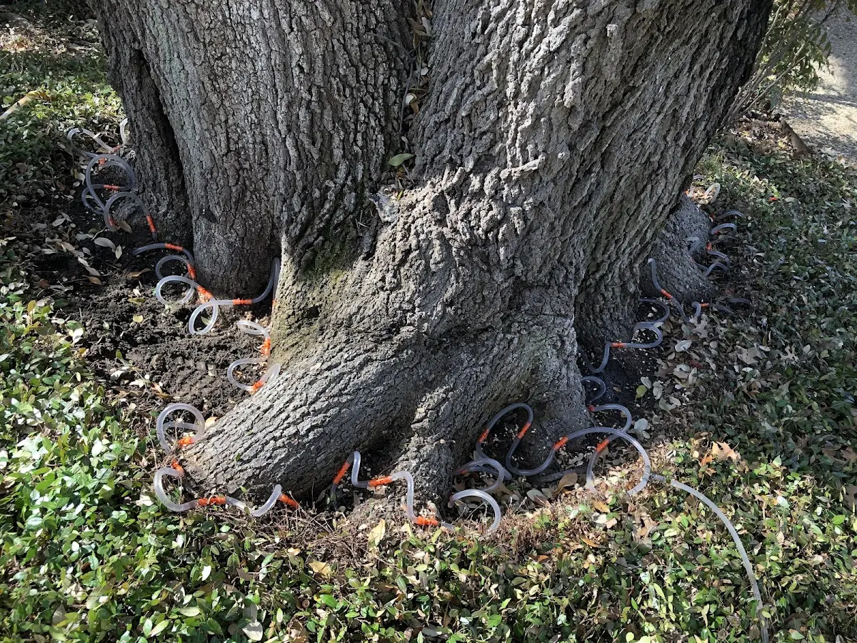 Detailed Tree Cabling and Bracing job site in Luzerne
