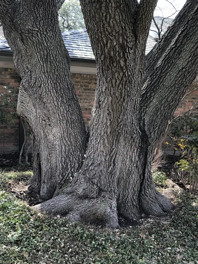 Mature heritage tree close to a Luzerne property cared for by certified arborists